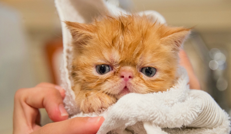 Ginger kitten in a towel