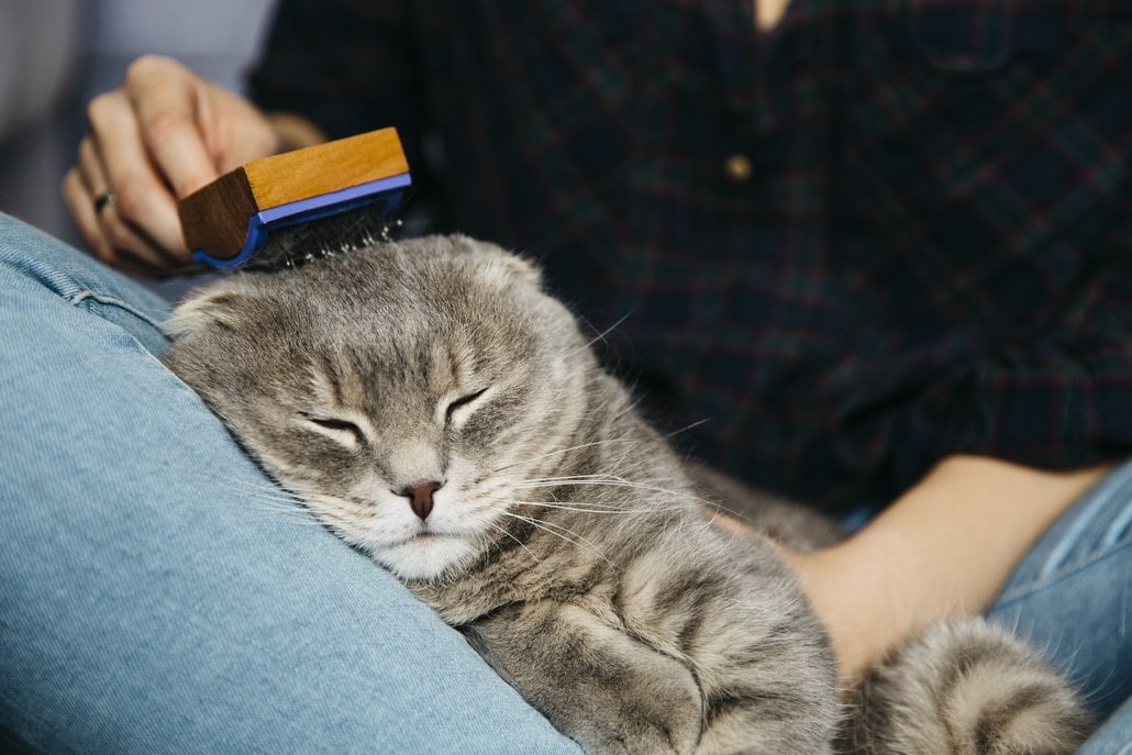 Person brushing the cat