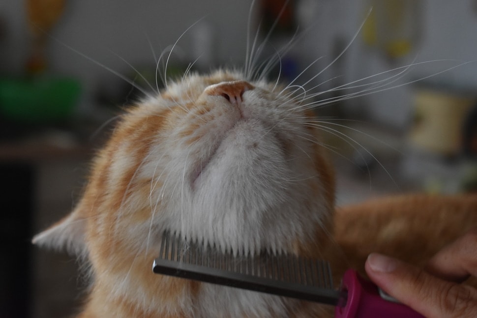 Person brushing a cat