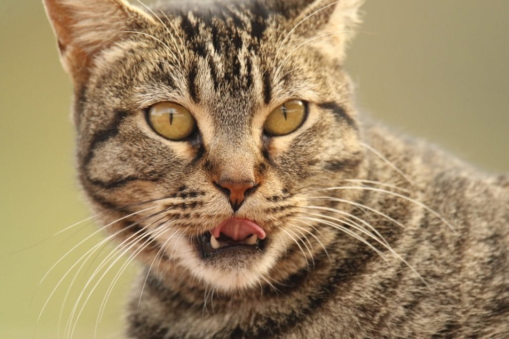 8 Best Cat Foods for Older Cats with Bad Teeth in 2021 • Catademy