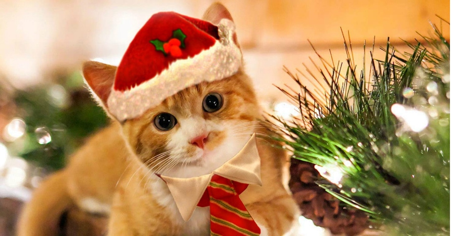 Ginger cat sitting near the Christmas treeand wearing Christmas hat and tie