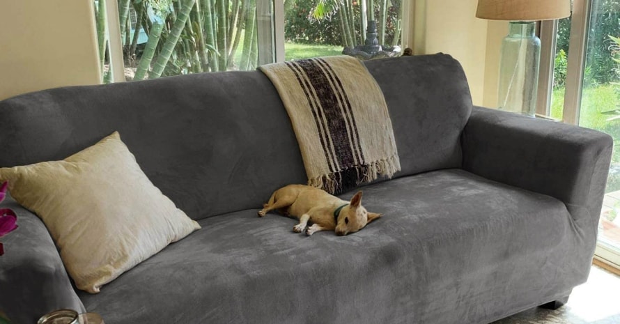 Best Couch Material For Cats With Claws, Which Sofa Material Is Best For Cats