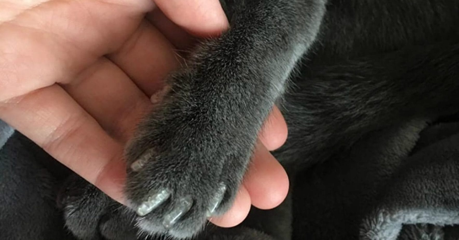 Cat Nail Caps Pros and Cons Study Them Before Using Covers