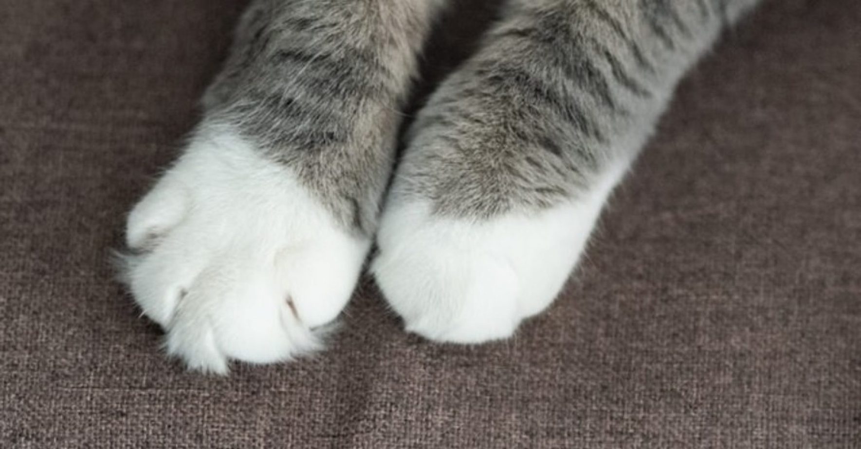 Why Does My Cat Reach His Paw Out to Me — The Most Common Reasons